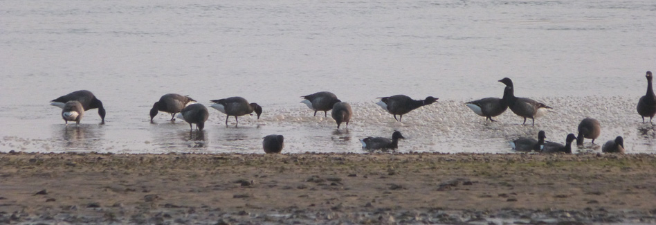 Birds feeding on the shoreline