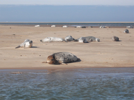 Seal trips to Blakeney Point